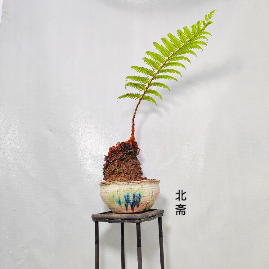 一叶蕨金毛蕨单芽狗脊蕨室内书房