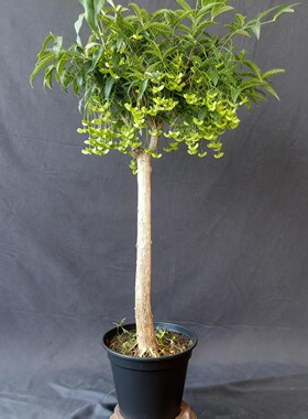 金丝吊蝴蝶树苗金线吊蝴蝶陕西卫矛趣味盆景盆栽春季开花深秋果实