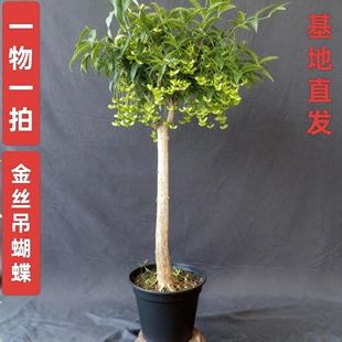 金丝吊蝴蝶树苗金线吊蝴蝶陕西卫矛趣味盆景盆栽春季开花深秋果实
