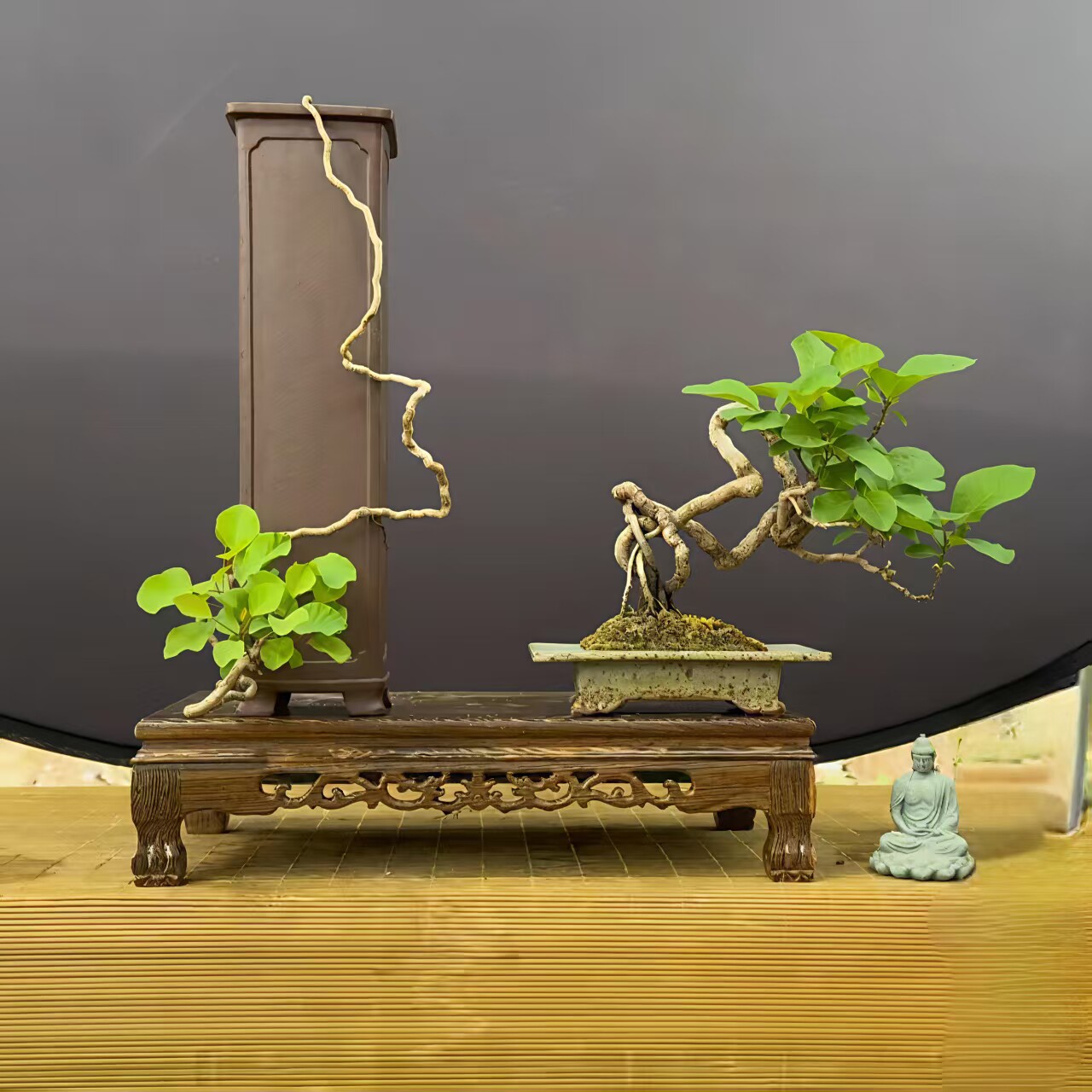香山红叶黄栌盆景老桩耐寒熟桩精品一物一拍