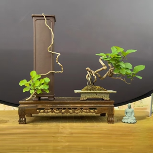 香山红叶黄栌盆景老桩耐寒熟桩精品一物一拍