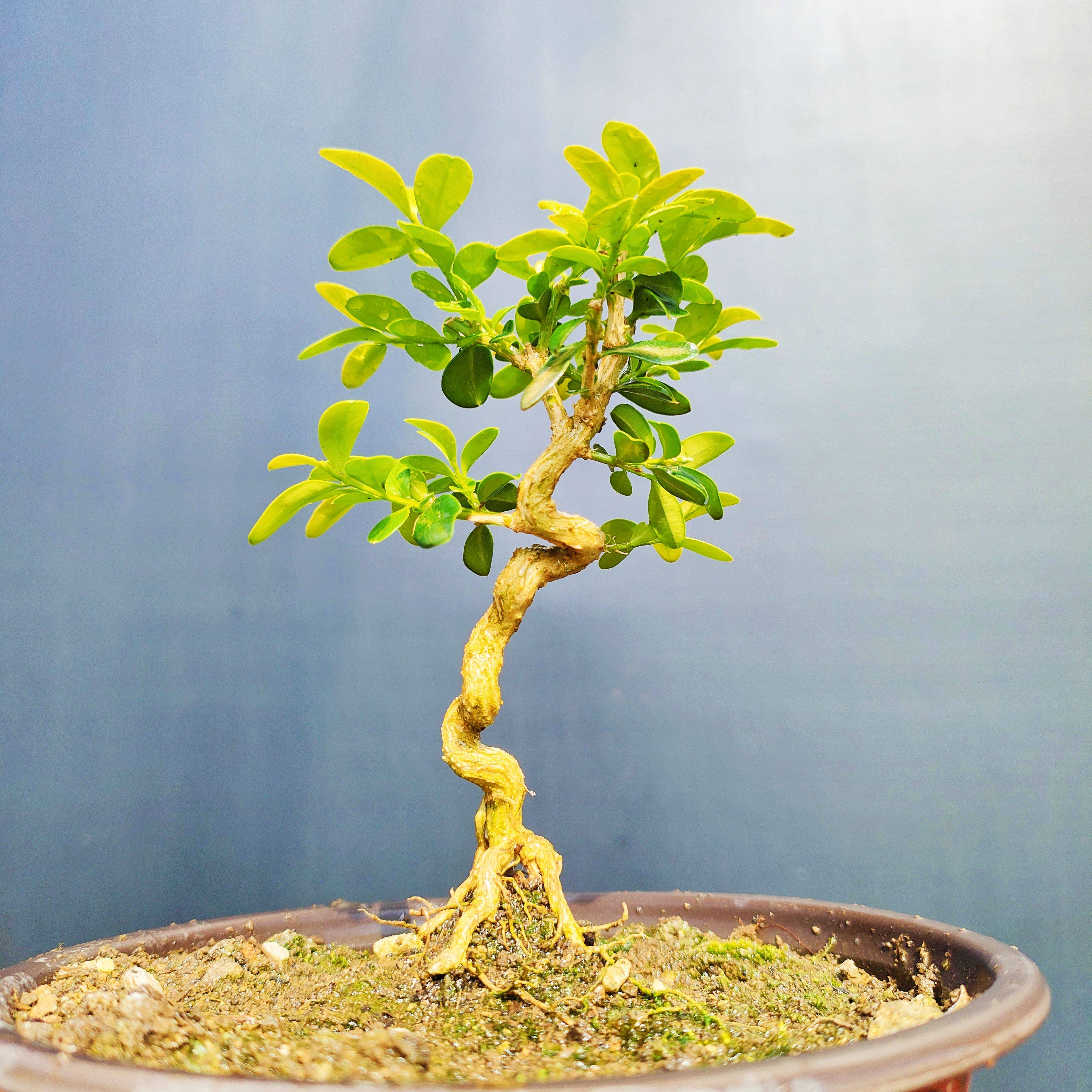 白皮黄杨童子功小品微品盆景栽室内绿植好养护四季常绿长青不落叶