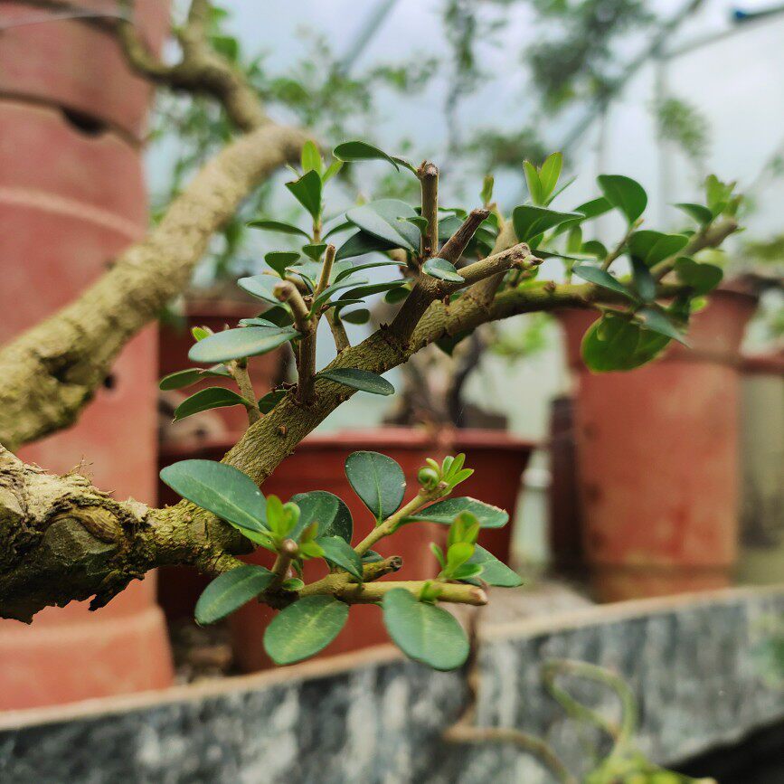 小叶米冬米叶冬青小叶女贞阳台室内客厅摆放小品盆景盆栽绿植素材