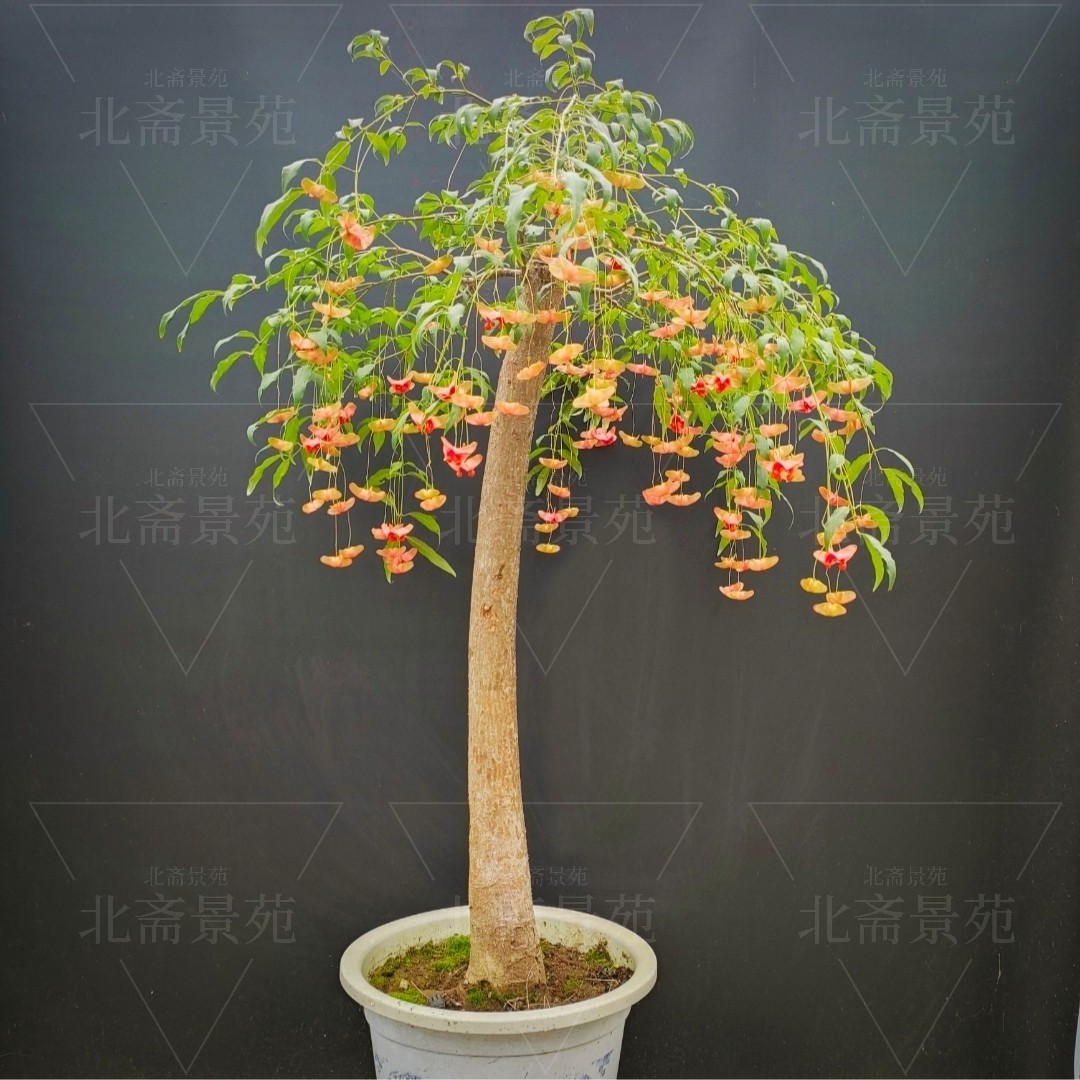 金丝吊蝴蝶树苗金线吊蝴蝶陕西卫矛趣味盆景盆栽春季开花深秋果实