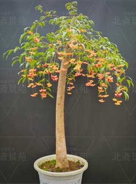 阳台庭院陕西卫矛金线吊蝴蝶