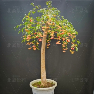 金丝吊蝴蝶树苗金线吊蝴蝶陕西卫矛趣味盆景盆栽春季开花深秋果实