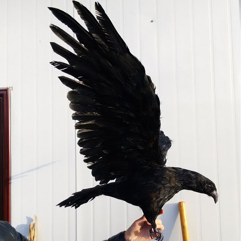 丐帮隼仿真老鹰黑鹰道具挂件摆件仿真鸟装饰明日方舟灰色羽毛镇宅