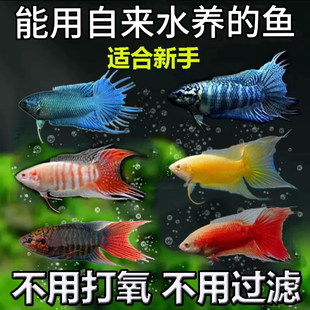 淡水观赏鱼中国斗鱼活体活鱼冷水鱼家庭小鱼活生态缸鱼苗好养耐活