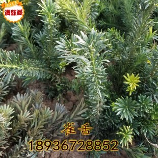 罗汉松树苗 雀舌罗汉松树苗 罗汉松小苗 绿植盆栽盆景 苗圃直销