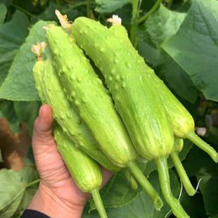 生吃农家蔬菜无公害黄瓜新鲜青瓜水果白玉黄瓜海阳当季整箱包邮