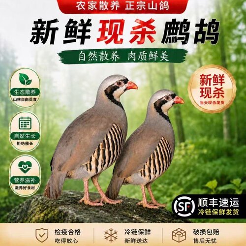 现杀飞龙老鹧鸪，稀罕货尝尝鲜！