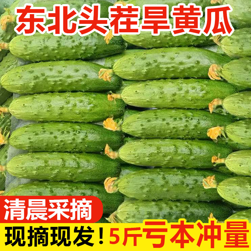 东北旱黄瓜新鲜现摘水果黄瓜