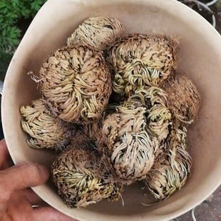 新货卷柏中药材九死还魂草500克 复活草见水还阳草不死草卷柏植物