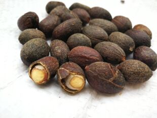 中药材葵树子500g克 葵扇子 葵树籽葵扇籽蒲葵子蒲扇种子扇叶葵子