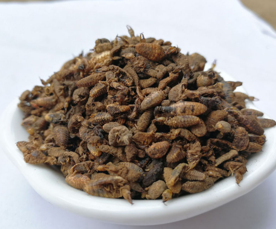 蚁狮金沙牛中药材地古牛金砂牛地牯牛中药睡虫新鲜干货100g克包邮