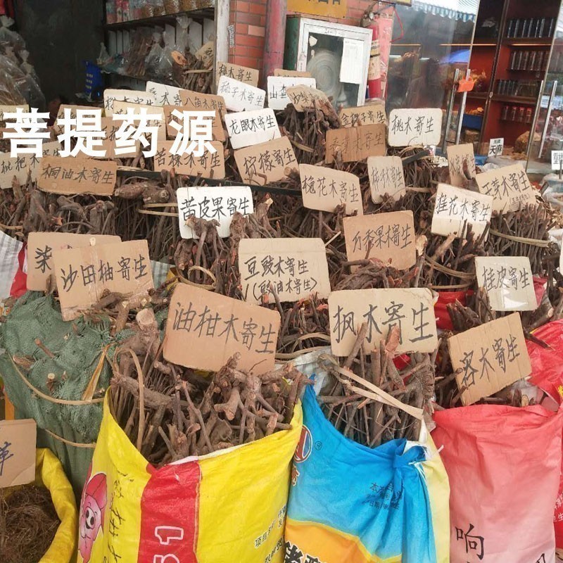 桑树寄生杉树寄生松树寄生枫树寄生沙梨树寄生苦楝木寄生黄皮果树