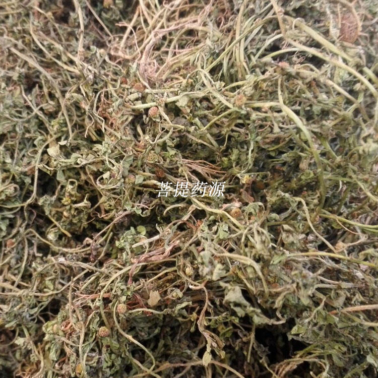 新鲜中药材鹅不食草包邮