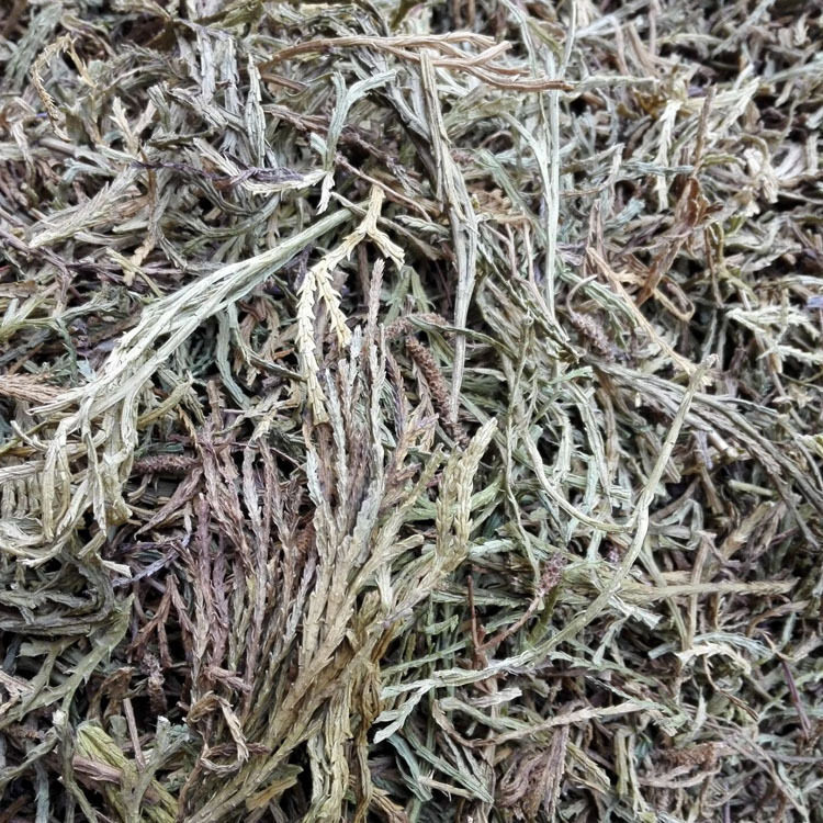 马尾青青草250克包邮马尾伸筋草