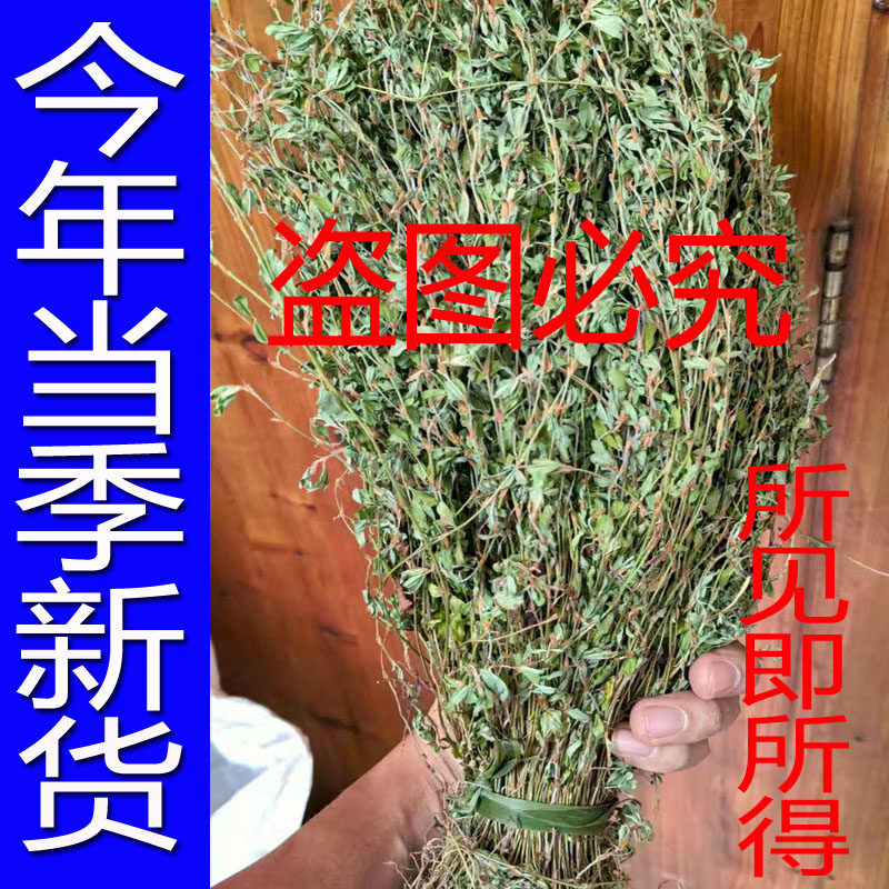广西野生人字草中草药三叶人字草新鲜干货苍蝇翅掐不齐另售穿破石