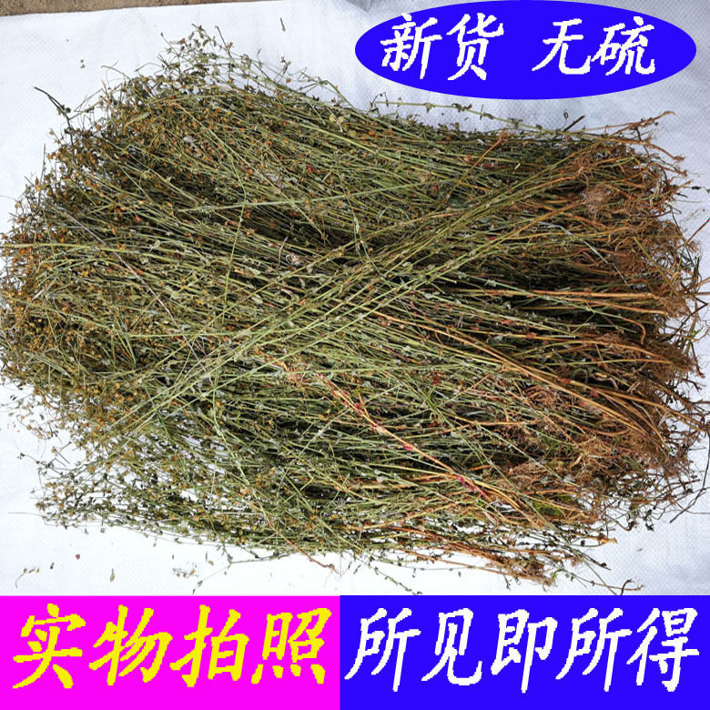 广西田基黄中药材新鲜田基黄草药干货 地耳草中草药田基王整棵条
