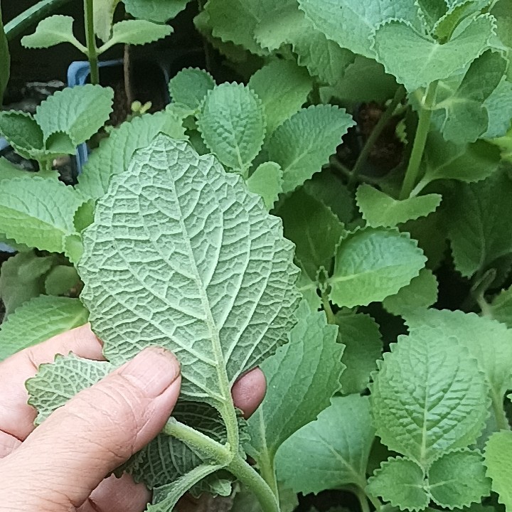 左手香太子香排香草洋薄荷印度薄荷喂鸽带叶带根苗优质扦插枝条