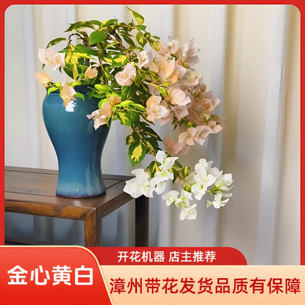 金星橙白三角梅高飘原生老桩大苗带花发货阳台庭院四季开花爬藤盆