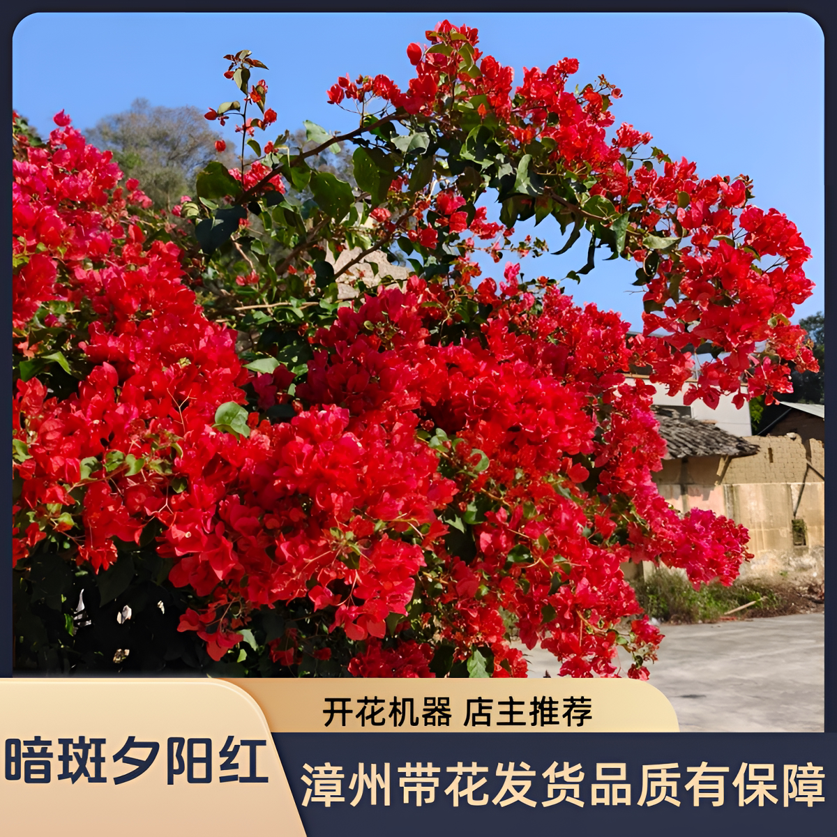 暗斑夕阳红大苗老桩高飘棒棒糖