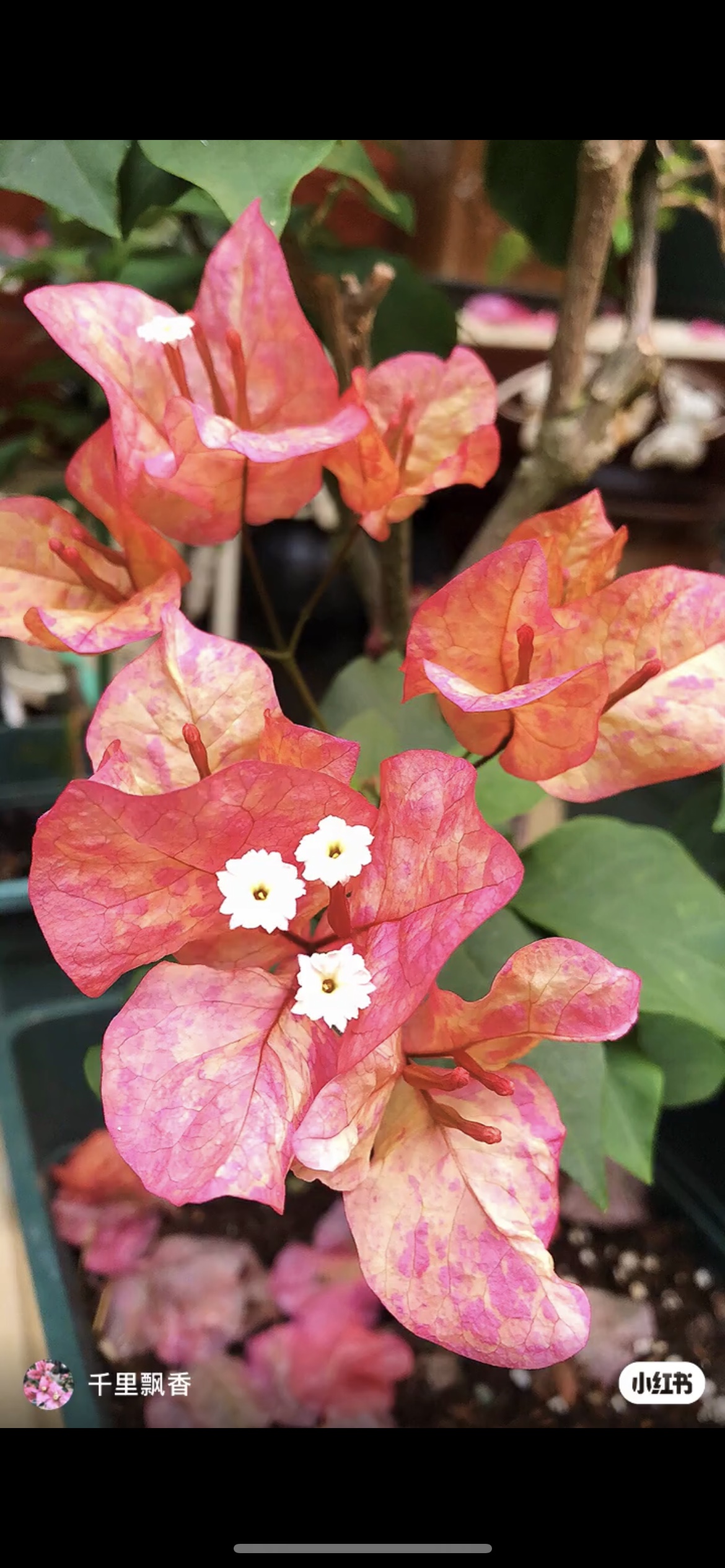 库水九月三角梅阿朱娜 红九月 橙九月室外庭院爬藤四季勤开花厂