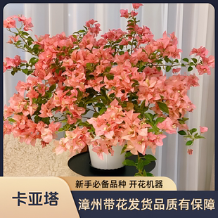 卡亚塔三角梅高飘大苗老桩带花发货爬藤植物阳台庭院花卉都能开花