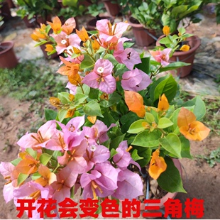 三角梅变色龙高飘枝老桩阳台庭院四季开花喜阳勤花爬藤植物盆栽