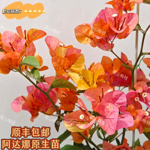 阿达娜原生苗 阿达娜新品三角梅带花发货 多彩多色三角梅带花发货