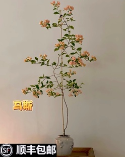 六翼天使好养四季 三角梅高飘枝马斯 苏瓦娜 卡亚塔 勤花 不甜西瓜