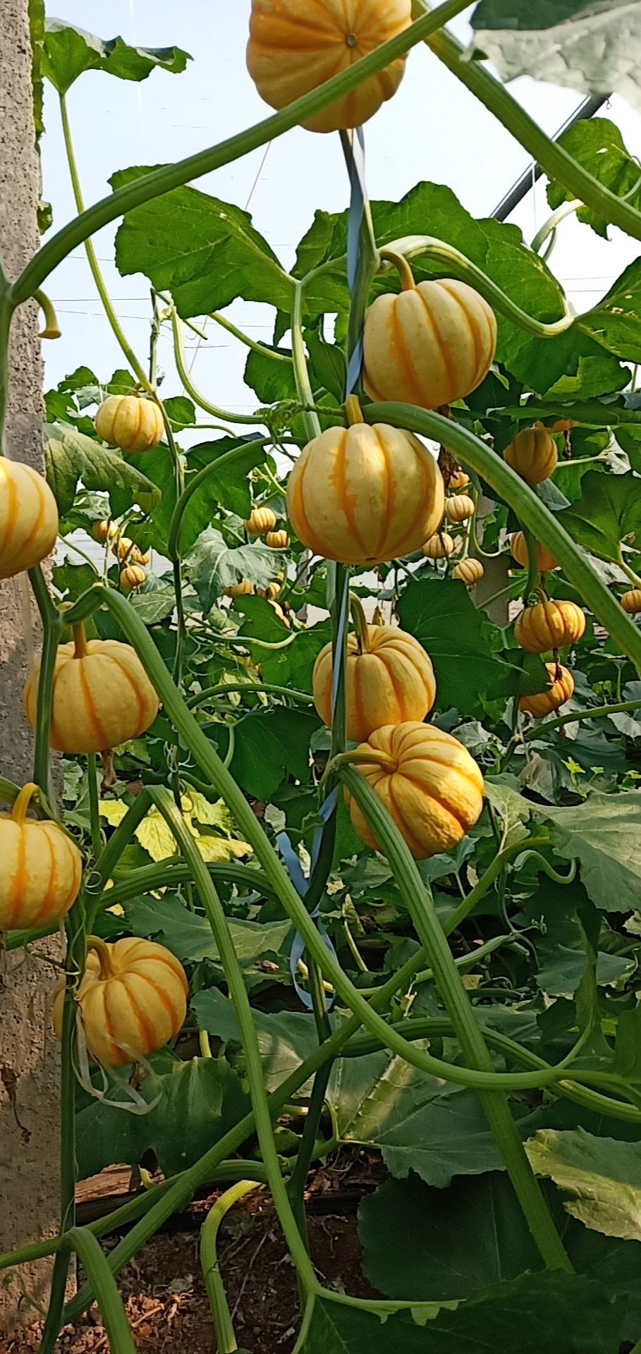 迷你黄冠/国家蔬菜工程技术研究中心礼品南瓜种子京研50粒