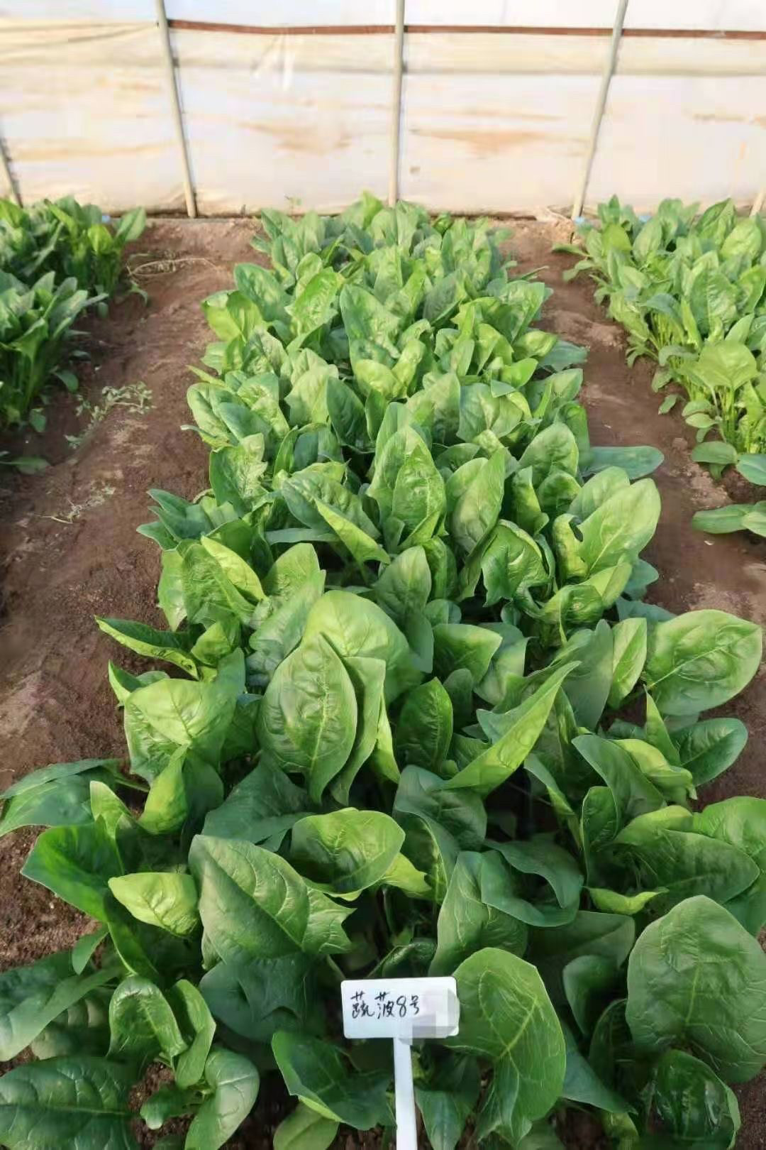 蔬菠八8号菠菜种子 春秋尖叶菠菜种北京农科院蔬菜种子中蔬10g