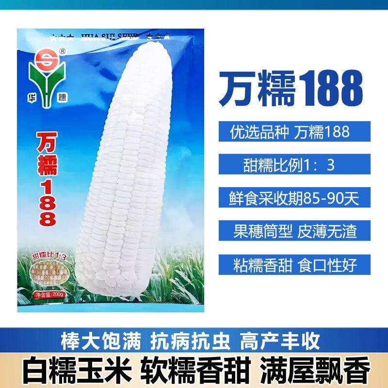 万糯188白甜糯玉米种子抗病高产南北方春夏播种鲜食玉米种籽 - 实物图