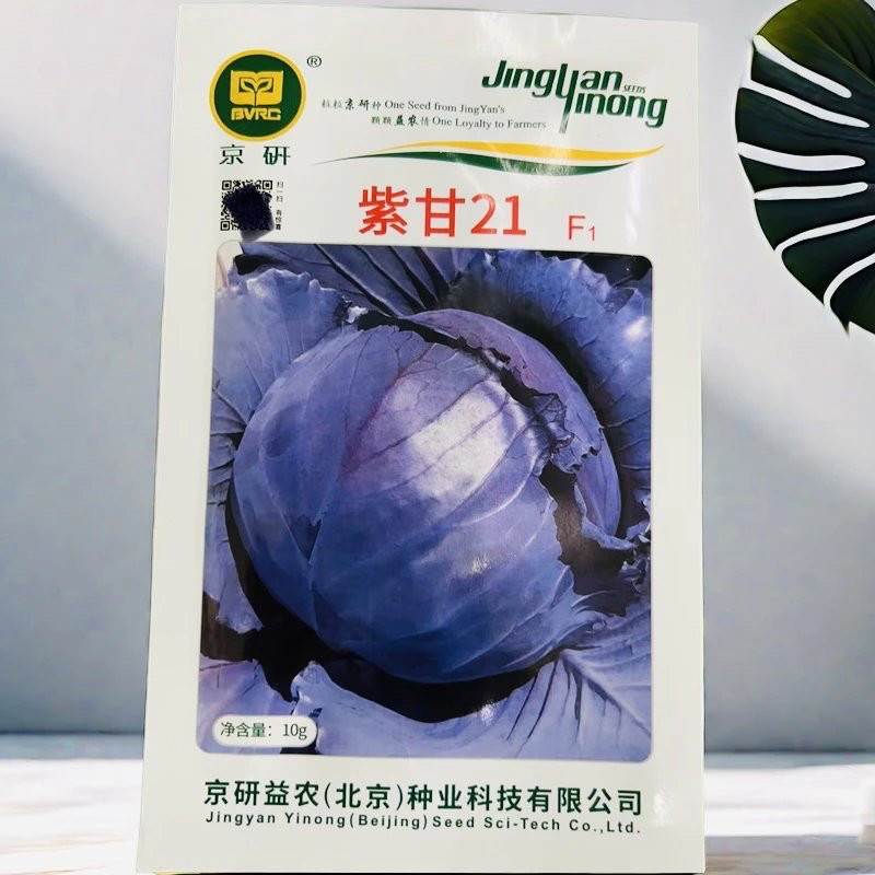 紫甘21农科院紫甘蓝种子 包菜 卷心菜 圆白菜蔬菜种子京研10g