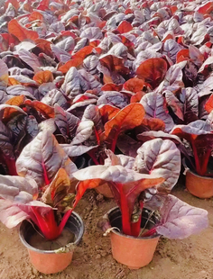 红叶甜菜 厚皮菜种子特色叶菜蔬菜红牛皮菜种子冬季观赏蔬菜5g