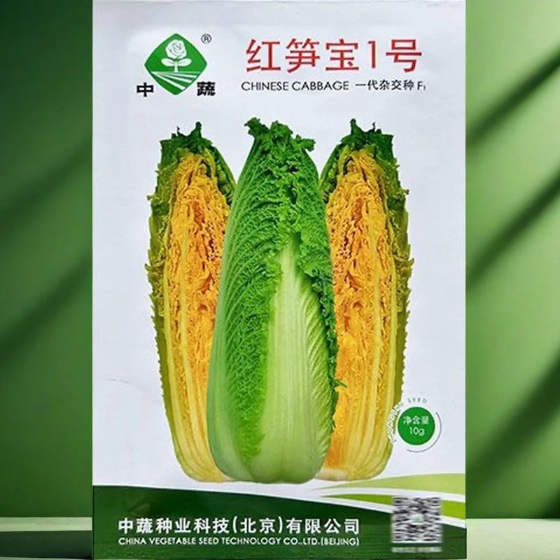 红笋宝1号农科院白菜种子 春秋绍菜种子玉田二包尖特菜龙芽白菜种