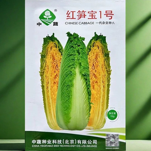 红笋宝1号农科院白菜种子 春秋绍菜种子玉田二包尖特菜龙芽白菜种
