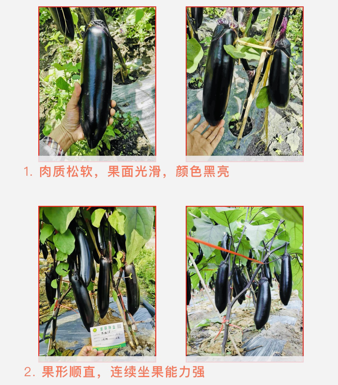 京茄18号茄子种子 春夏秋紫黑特粗长茄种子烧烤茄种子好吃蔬菜籽