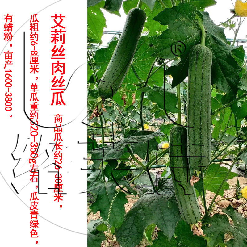 艾莉丝肉丝瓜种子 早熟春秋耐寒热高产皮薄带霜 耐老 口感甜嫩10g