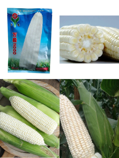 万糯2000白甜加糯玉米种子 甜软糯白玉米种籽 高产量冷后不返生