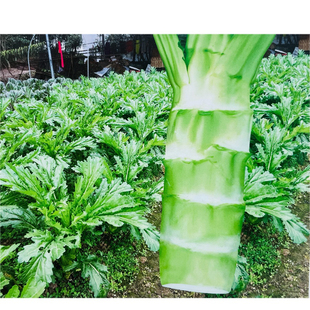 正棒一号棒菜种子 秋播花叶重庆棒菜笋子 芥菜种子 白肉蔬菜种子