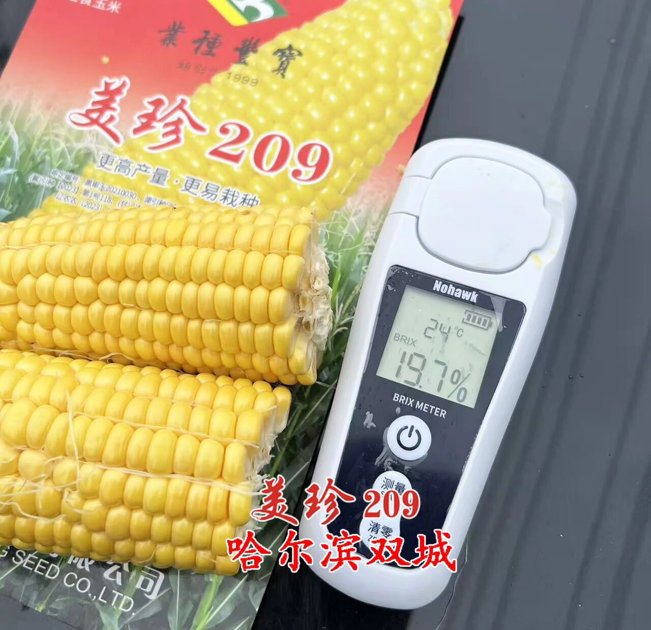 农科院水果玉米种子宝丰美珍209鲜食高产脆甜穗大水果甜玉米种子