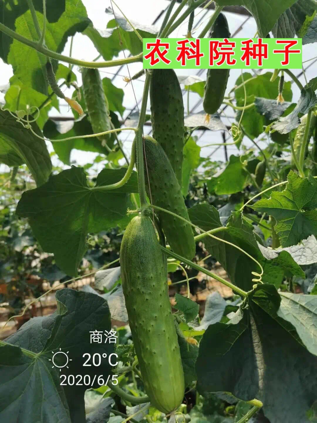 京研绿翡翠2号农科院旱黄瓜种子中早熟 强雌春秋蔬菜种子北京10g