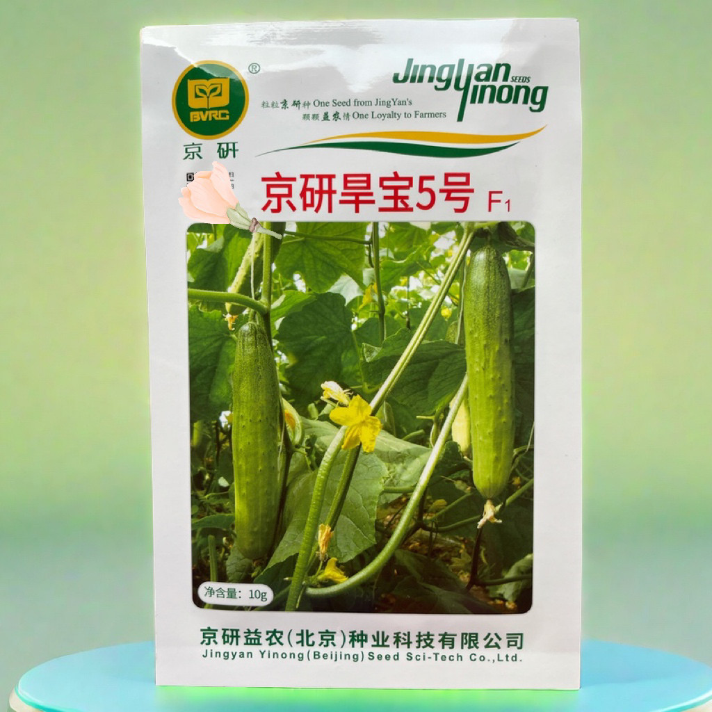 旱宝黄瓜种子冬春抗病北京农科院