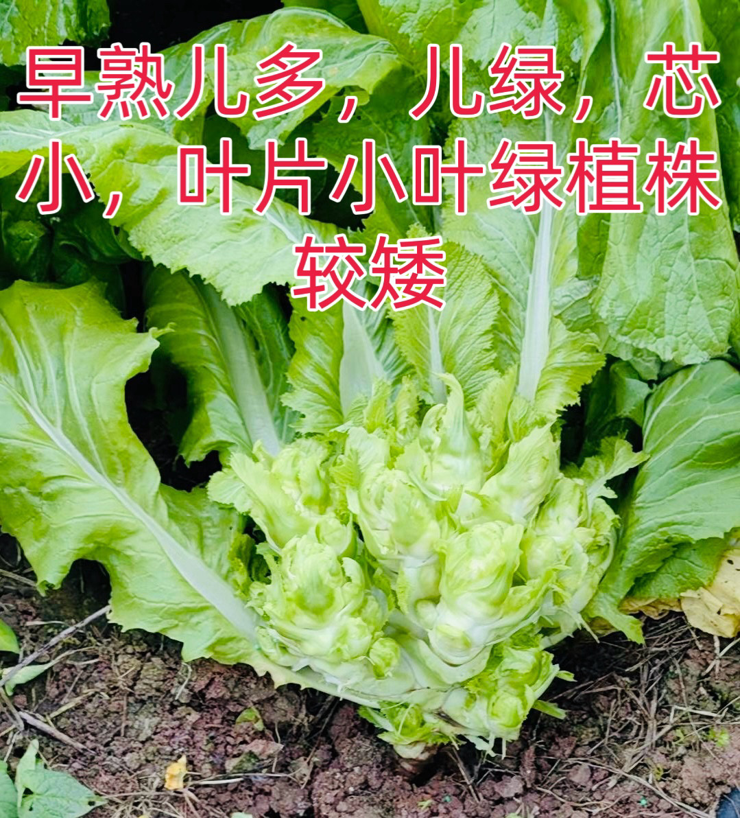 正早二号儿菜种子 抱子芥菜种籽 正宗重庆多儿肥大儿菜种蔬菜种子