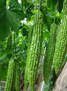 阿宝2号苦瓜种子 光泽度好 抗病 翠绿色保护地露地 长凉瓜种子10g