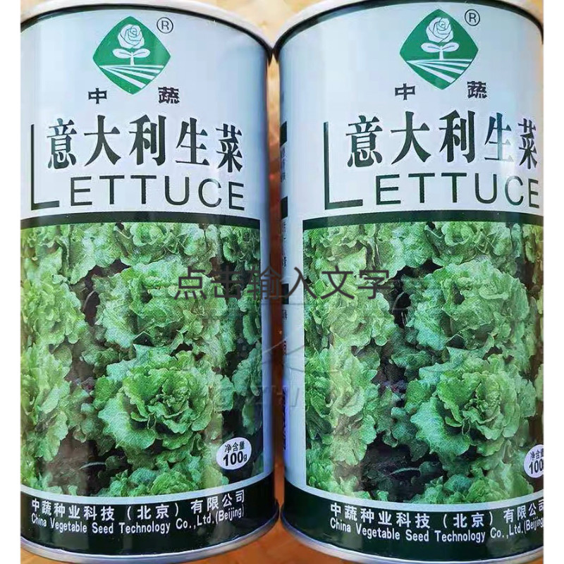 意大利生菜种子 北京农科院生菜种子 半球耐热肯德基专用沙拉中蔬