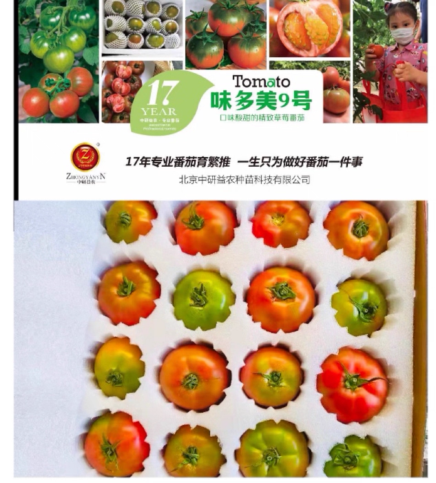 味多美9号水果番茄种子 东北草莓铁皮柿籽 农科院西红柿番茄种子